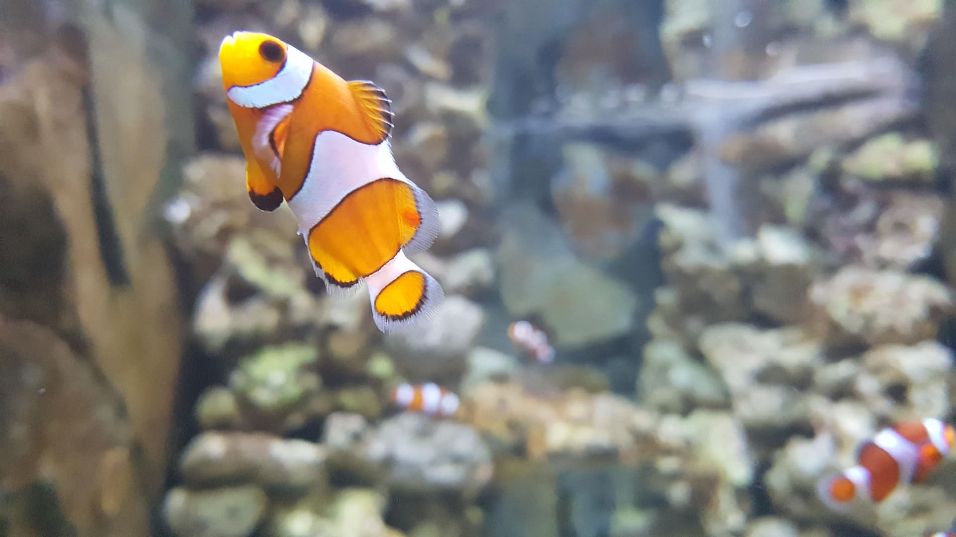 poisson